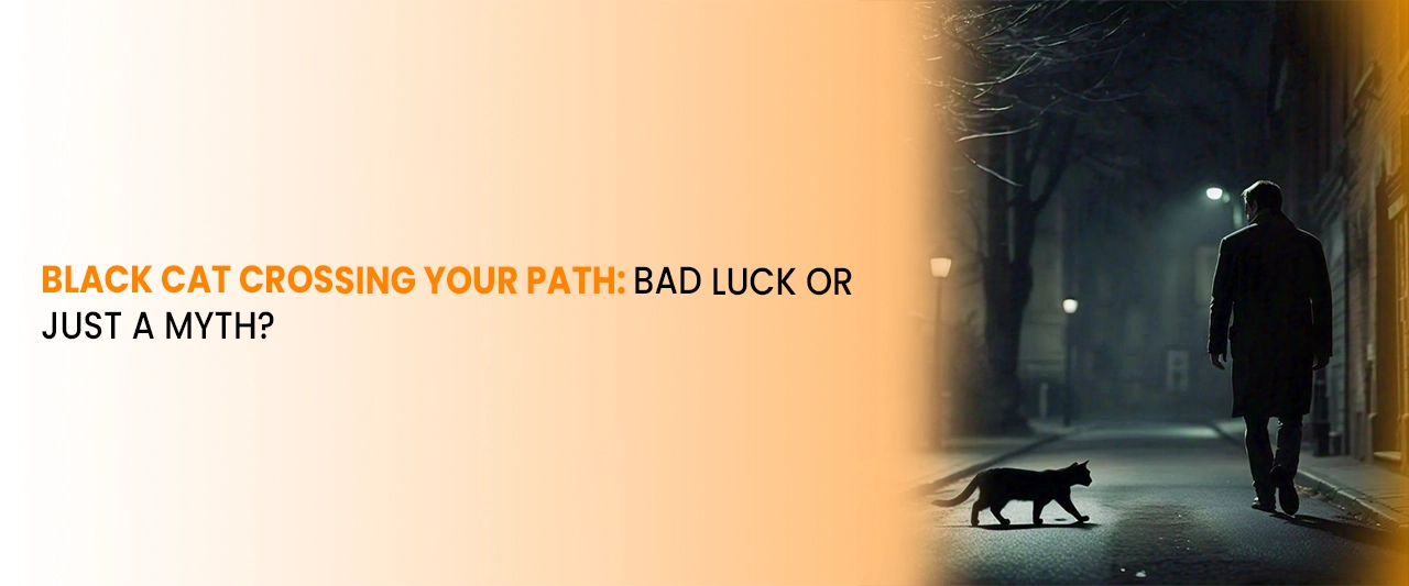 Black Cat Crossing Your Path: Bad Luck or Just a Myth?